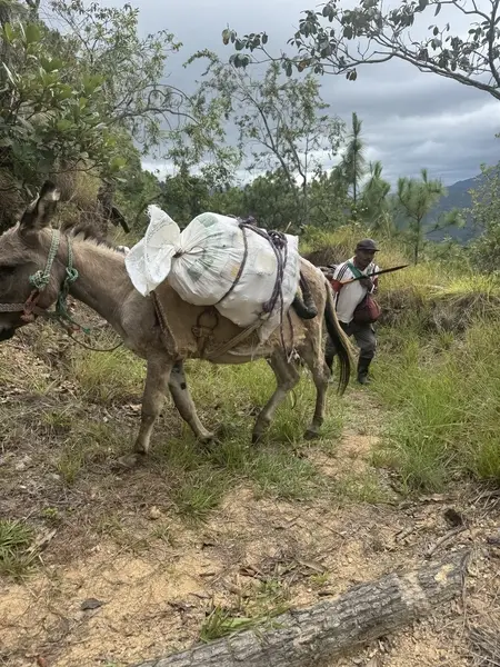 Donkeys