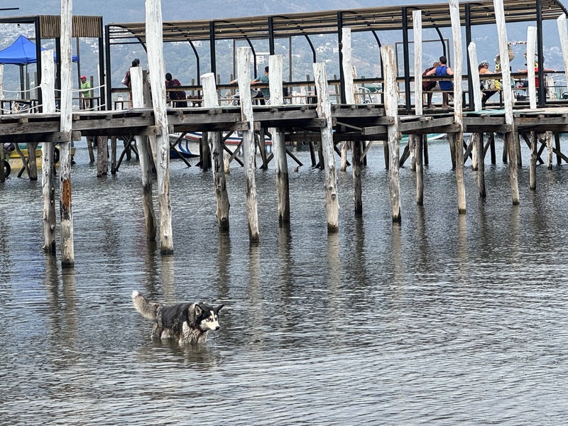 Husky dogger